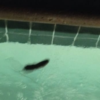 Laguna Creek - Mouse found in Hot Tub - Apartments Near Me - Elk Grove, California Laguna Creek - Mouse found in Hot Tub - Apartments Near Me - Elk Grove, California
