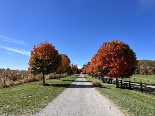 Manor Hill Brewing by null