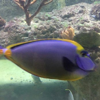 Austin Aquarium - Aquariums Near Me - Austin, Texas