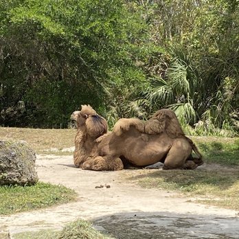 Zoo Miami - Camel - Zoos Near Me - Miami, Florida