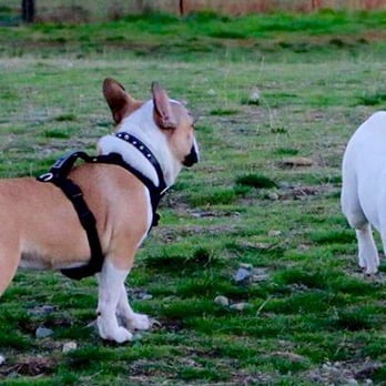 Hawk's Prairie Off Leash Dog Park - Dog Parks Near Me - Lacey, Washington Hawk's Prairie Off Leash Dog Park - Dog Parks Near Me - Lacey, Washington
