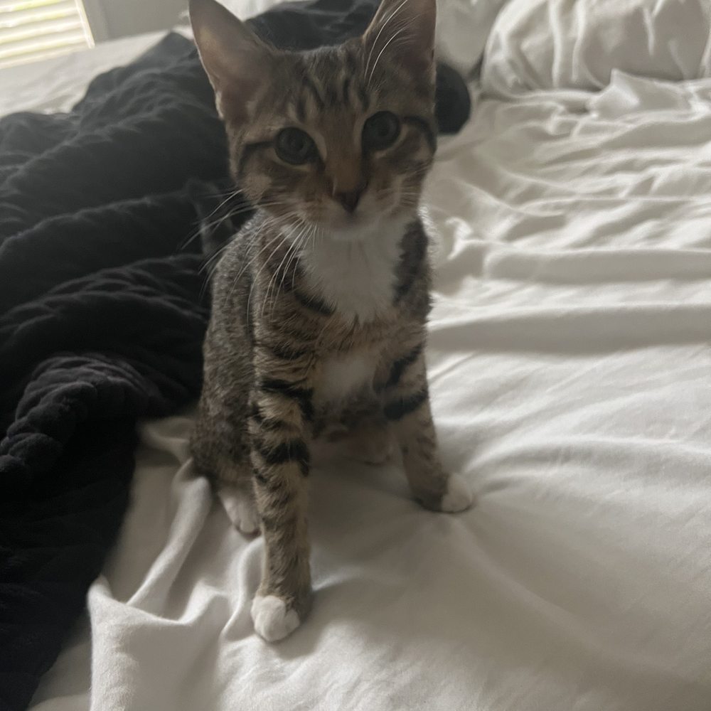 Cali cat Cali cat