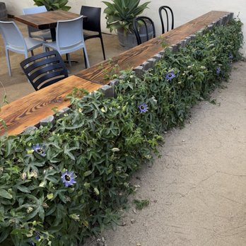 ALTA Bakery & Cafe - Passionfruit vines - Cafes Near Me - Monterey, California