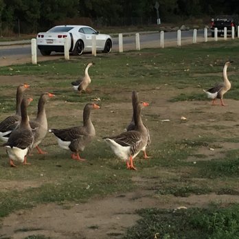Lake Balboa/Anthony C. Beilenson Park - Geez or ducks? - Parks Near Me - Van Nuys, California Lake Balboa/Anthony C. Beilenson Park - Geez or ducks? - Parks Near Me - Van Nuys, California