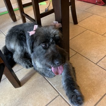 Groomology - Pet Groomers Near Me - El Paso, Texas Groomology - Pet Groomers Near Me - El Paso, Texas
