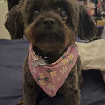 Lucky Lady - Pet Groomers Near Me - Lodi, California Lucky Lady - Pet Groomers Near Me - Lodi, California