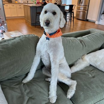 Dapper Tails - Pet Groomers Near Me Dapper Tails - Pet Groomers Near Me