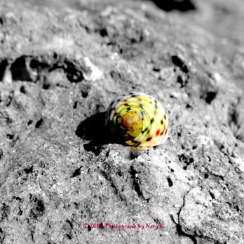 Miami Beach Boardwalk - Sea snail on rocks. - Beaches Near Me