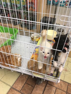 Carol's Pet Center by null