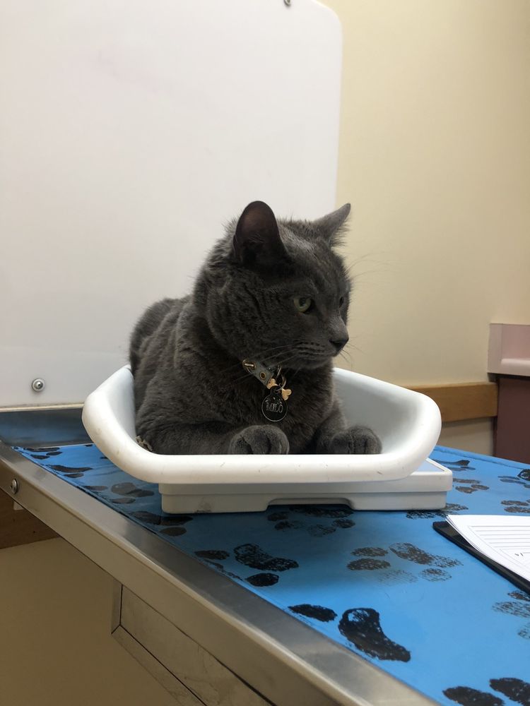 HOLLADAY VETERINARY HOSPITAL 29 Photos & 58 Reviews 4732 S Highland