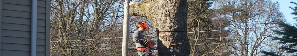 Maple Valley Tree Service - tree service in Grand Rapids, MI