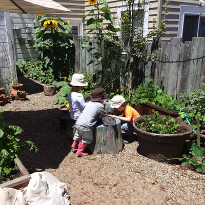 Children's Sunflower House & Garden by null