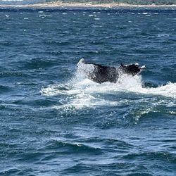 7 Seas Whale Watch