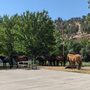 Photo of Klamath Ranch Resort/Blue Heron RV Park