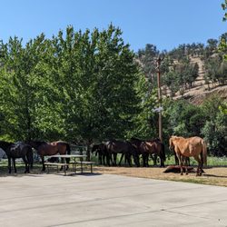 Klamath Ranch Resort/Blue Heron RV Park