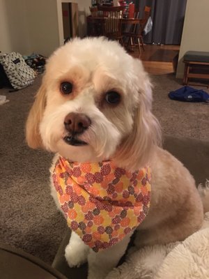 chocolate avenue grooming salon