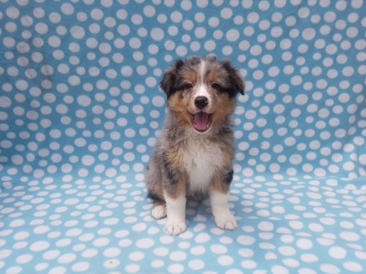 dan's kennels puppies for sale