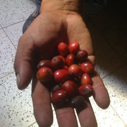 Don Adan Coffee House - The Coffee comes from Don Adan's Family Farms and other local farmer from Marcala Honduras