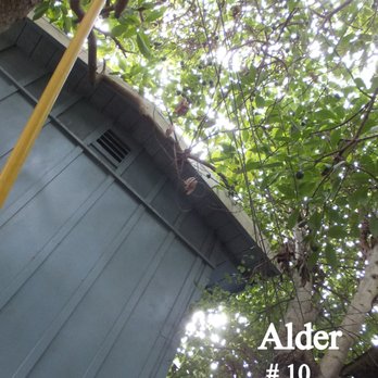 Precision Tree Care - Another huge tree that was growing onto the roof. this is before the trim - Tree Services Near Me Precision Tree Care - Another huge tree that was growing onto the roof. this is before the trim - Tree Services Near Me