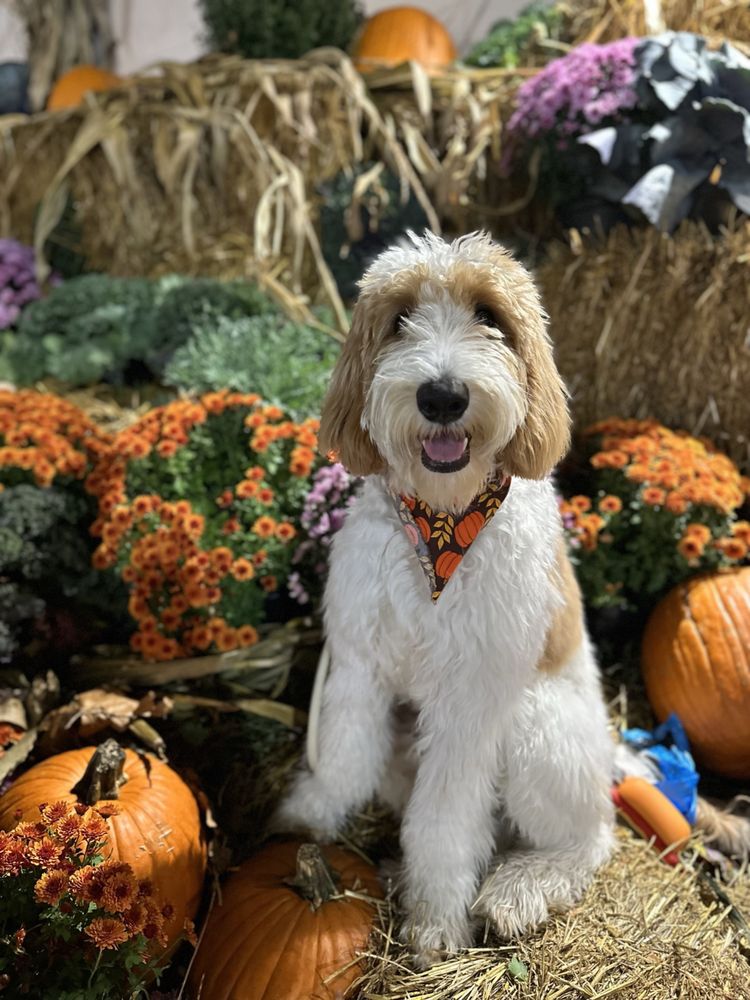 THE GROOMING SPA Updated September 2024 19 Photos & 34 Reviews 809 W Rand Rd, Arlington