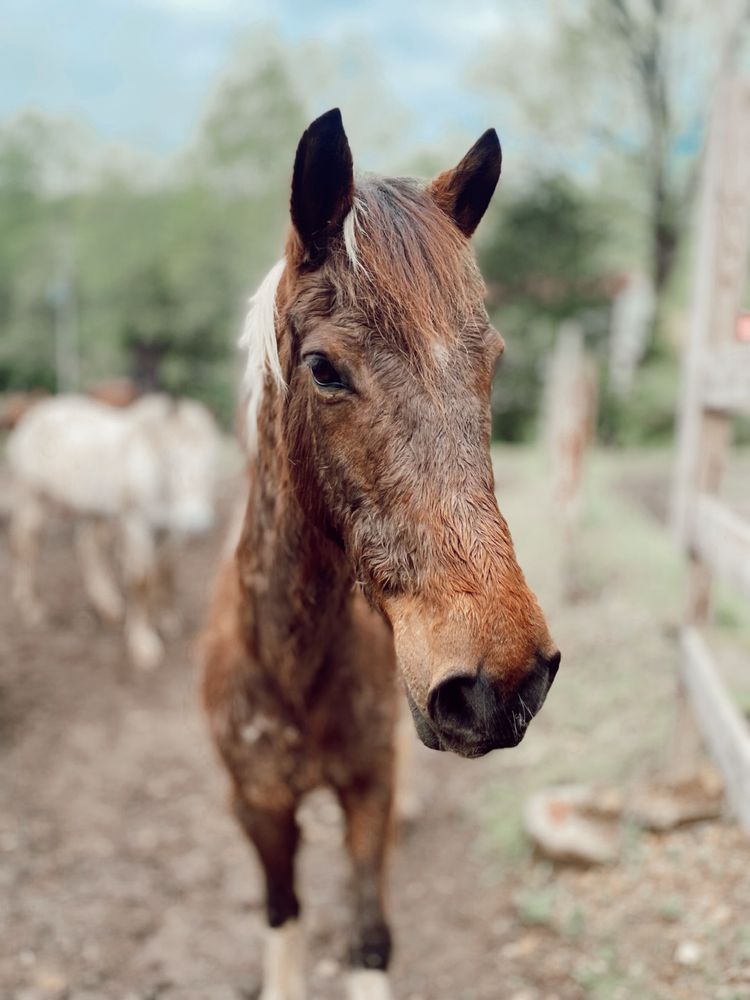 Sunny Farms North - equestrian in Dahlonega, GA