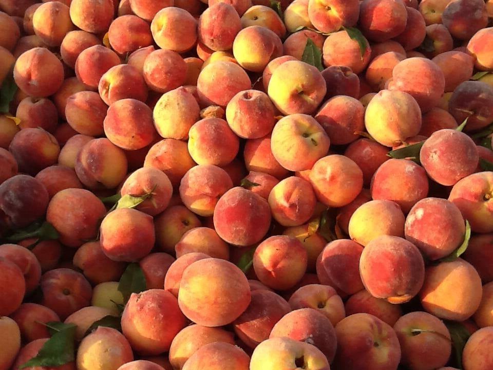 MILLER’S FAMILY ORCHARD Updated August 2024 12 Photos 3209 S