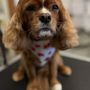 Photo of Love Care Pet Grooming