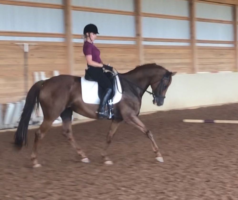 WOODLANDS EQUESTRIAN CENTER Updated July 2024 1050 W Charter Oak Rd