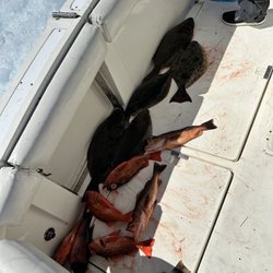 Bongos Sportfishing Charters - Sheep's head, mango snapper, grouper, 5 halibut, other rock fish