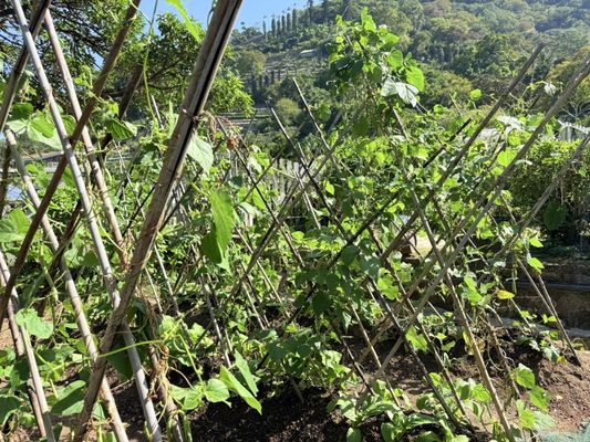 Kadoorie Farm and Botanic Garden by null