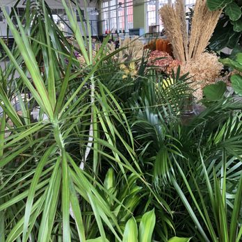 Bowood Farms - Huge selection of lush green house plants - Nurseries & Gardening Near Me - Saint Louis, Missouri