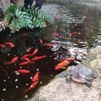 Rainforest Flora - Nurseries & Gardening Near Me - Torrance, California Rainforest Flora - Nurseries & Gardening Near Me - Torrance, California