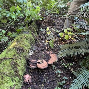 Forage Seattle - Food Tours Near Me