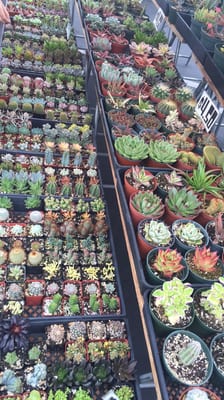 Galleria @ Tyler Farmers Market by null