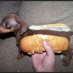 Monk's Cafe - Seinfeld Restaurant - Best hot dogs!
