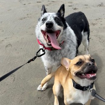 Fort Stevens State Park - Doggies on the beach - Parks Near Me - Hammond, Oregon