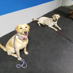 The Dog Wizard - Siblings learning to control their excitement around each other