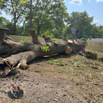Rico Tree Service - Tree Services Near Me - Overland, Missouri Rico Tree Service - Tree Services Near Me - Overland, Missouri