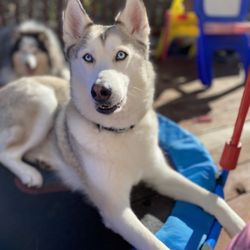 Pawlished - Husky, 4 years old