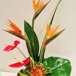 Laprentania - Arrangement exotic, Fleuriste Montréal.