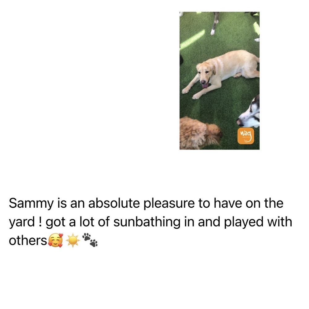 Wag Hotels - Carson - Sammy @ Waggs - Pet Training Near Me - Carson, California Wag Hotels - Carson - Sammy @ Waggs - Pet Training Near Me - Carson, California