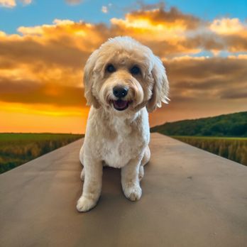 Pampered Paws & Ponies - Pet Groomers Near Me - Sandy, Utah
