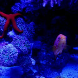 Blue Zoo Aquatics - Orange Sea Star, Mushroom Corals, Anthias Lyretail from Blue Zoo Aquatic to my Reef tank in New York City.