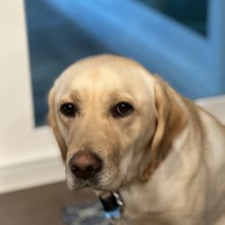 Ruff Around The Edges Dog Training - Best pup ever!
