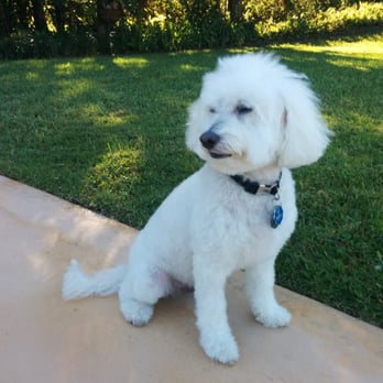 Dogs 4 Eco Grooming - My pooch's new "do" :-) - Pet Groomers Near Me - Stuart, Florida