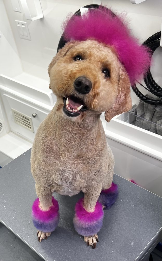 COMPASSIONATE DOG Updated April 2024 14 Photos 7421 Rd