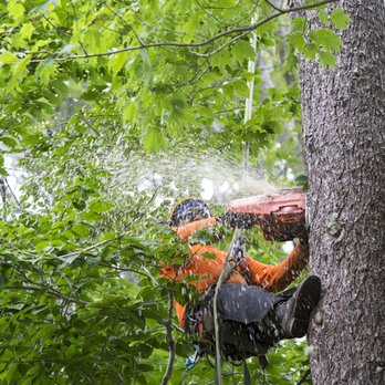 Dynamic Tree Service - Tree Services Near Me - Naples, Florida