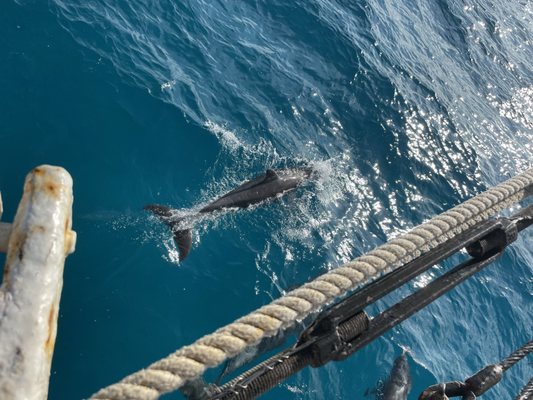 Liberty Fleet of Tall Ships Boston by null
