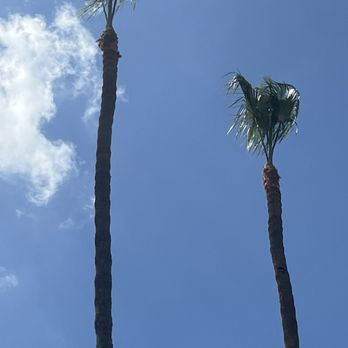 Go Green Tree Service - Tree Services Near Me Go Green Tree Service - Tree Services Near Me