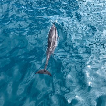 Blue Dolphin Charters - Spinner Dolphin cruising with us - Boating Near Me - Eleele, Hawaii